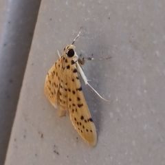 Conogethes punctiferalis