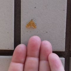 Conogethes punctiferalis