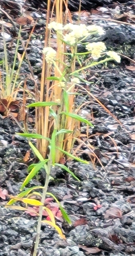 Pseudognaphalium attenuatum