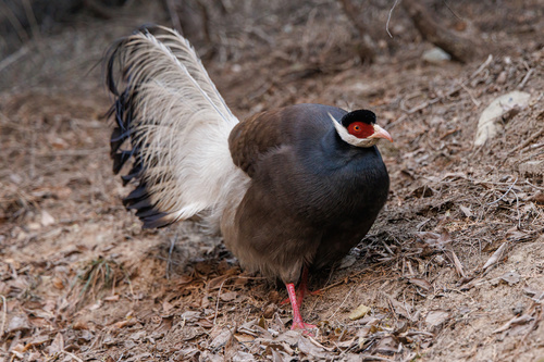 Brown Eared-Pheasant