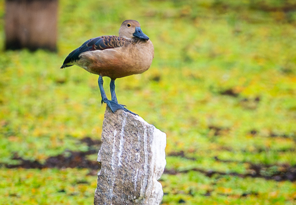 Lesser Whistling Duck (Dendrocygna javanica), photo 4