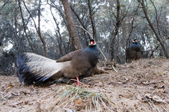 Brown Eared-Pheasant photo 5
