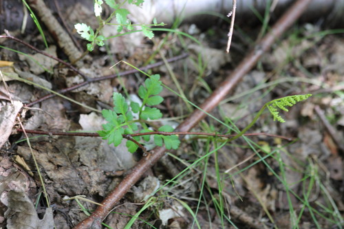 leathery grapefern (Sceptridium multifidum)