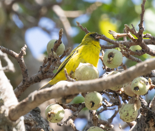 African Citril (Crithagra citrinelloides), photo 2