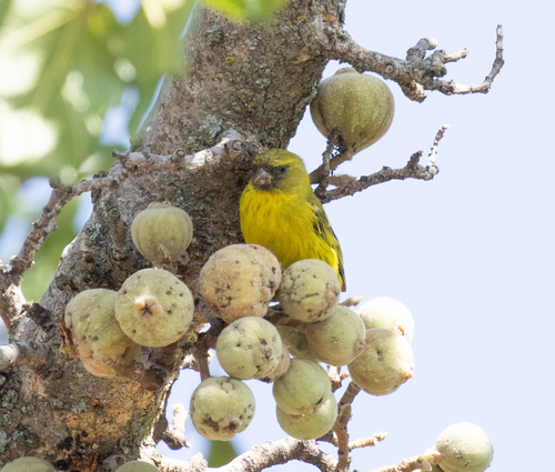 African Citril (Crithagra citrinelloides), photo 5