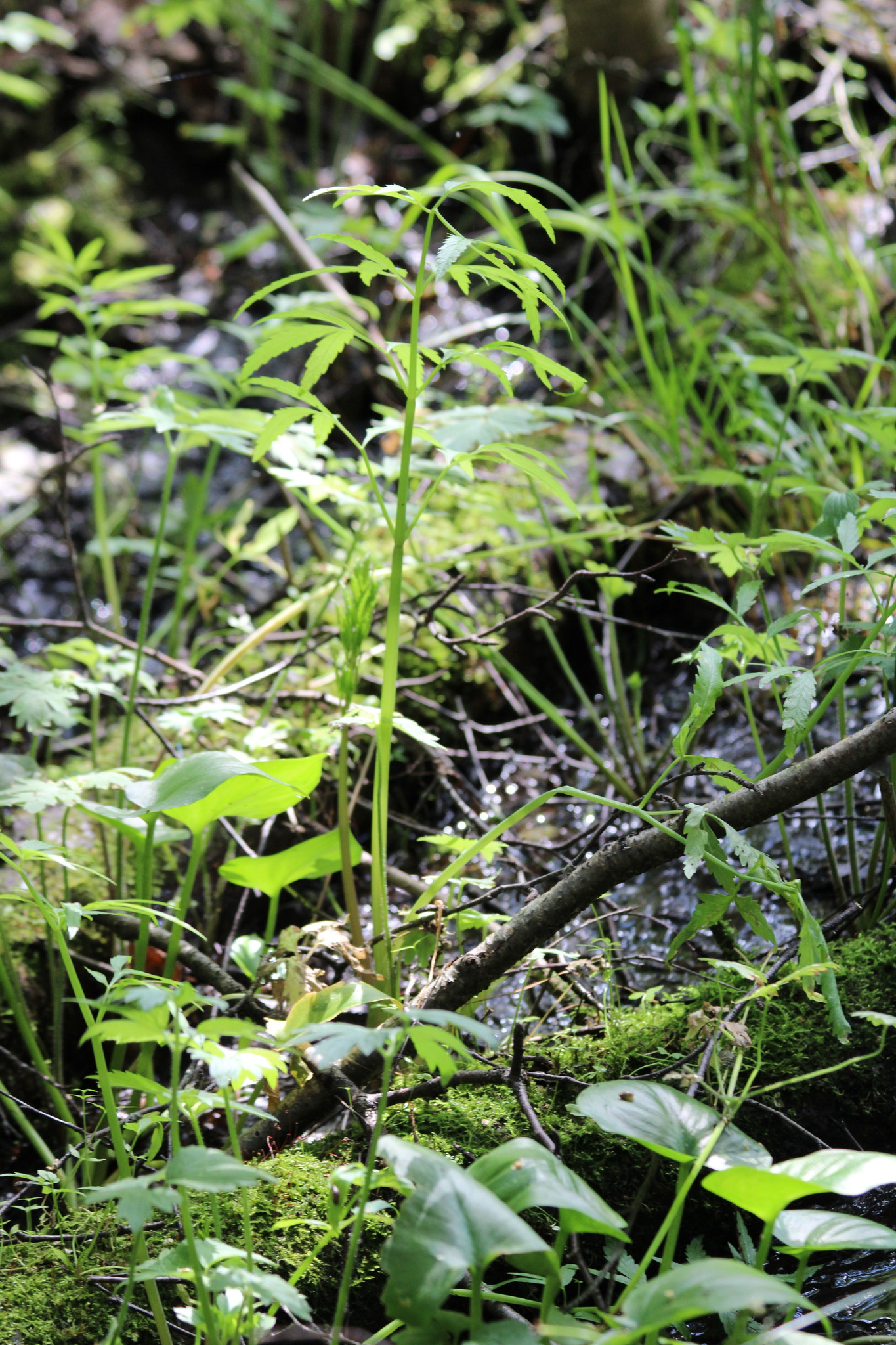Mackenzie's Water Hemlock (Cicuta virosa)