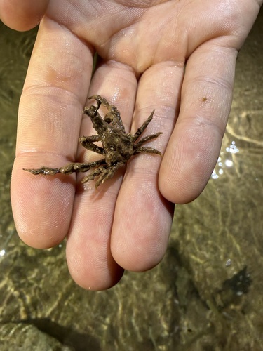 Simocarcinus simplex, 2026-01-01