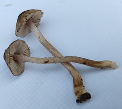 Inocybe fuscodisca