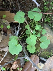 Lithophragma heterophyllum