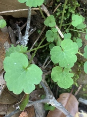 Lithophragma heterophyllum