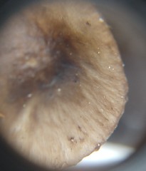 Inocybe fuscodisca