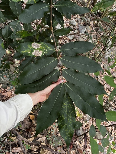 Bosistoa pentacocca observed 2026-01-12