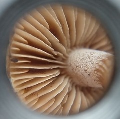 Inocybe fuscodisca