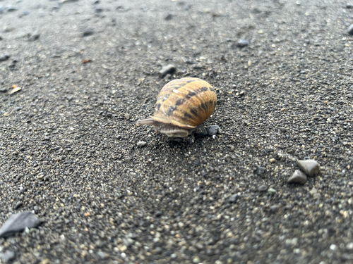 Cornu aspersum