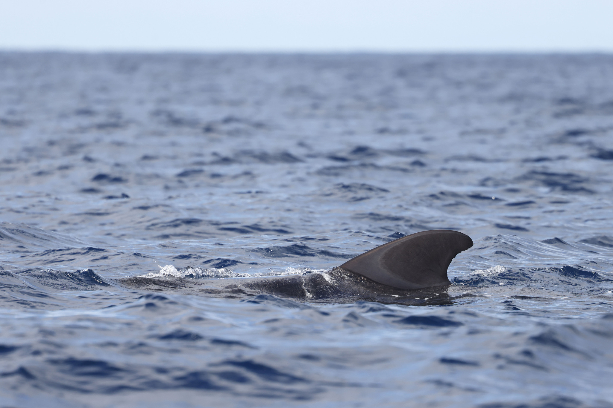 Globicephala macrorhynchus