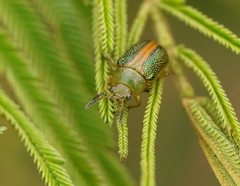 Calomela parilis