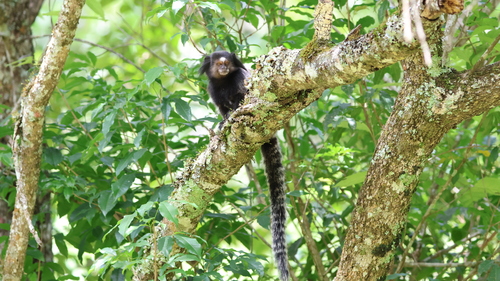 Black-tufted-ear Marmoset