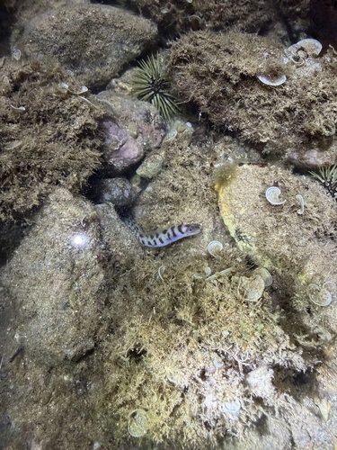 Gymnothorax gracilicauda observed 2026-01-09
