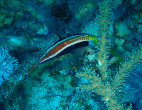 Bicolor goatfish (Parupeneus barberinoides) — Mullidae