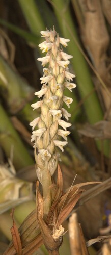 centipede grass orchid