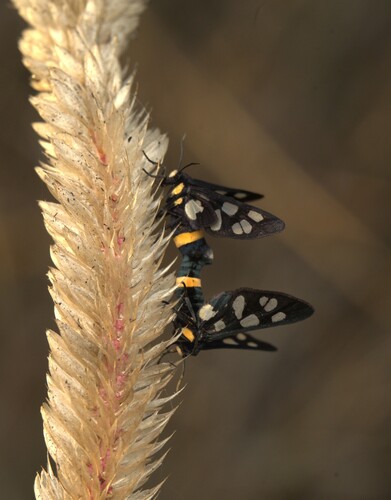 Seven-spotted Handmaiden Moth