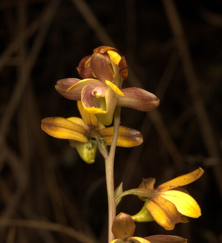 Meadow Eulophia