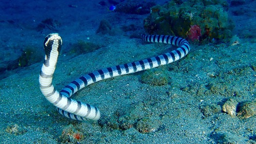 Yellow-lipped Sea Krait