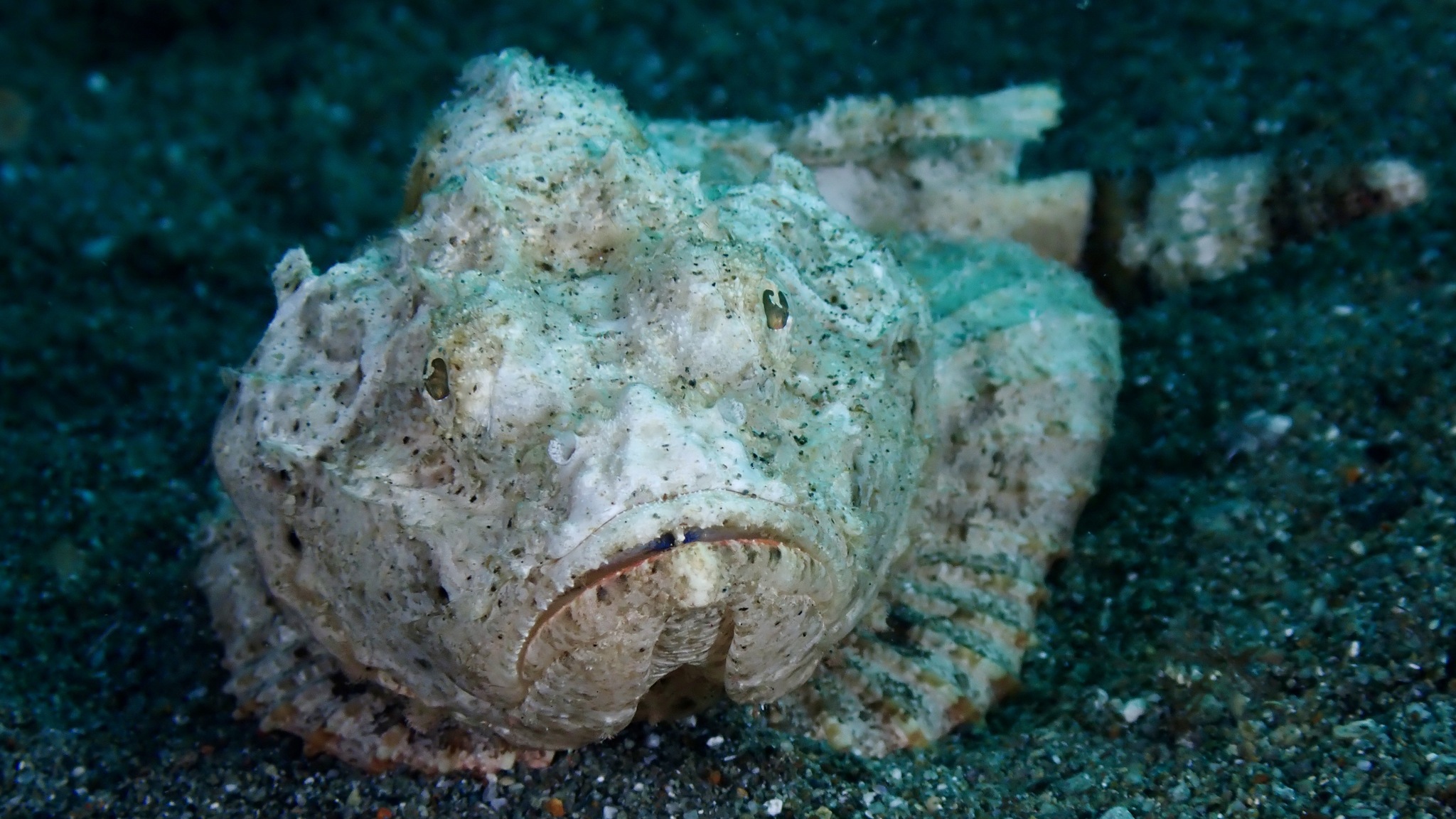 Réunion Bullrout Scorpionfish