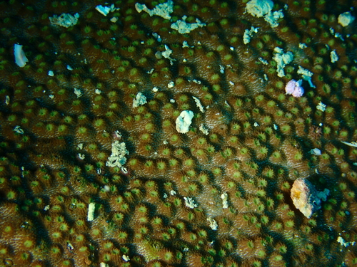 Astreopora observed 2026-01-06