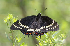 Papilio scamander