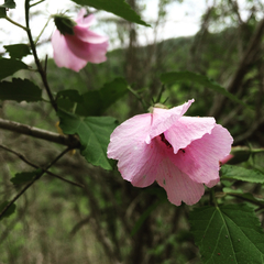 Hibiscus escobariae
