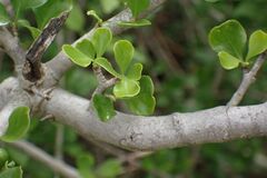Coddia rudis, photograph author not stated, no rights reserved