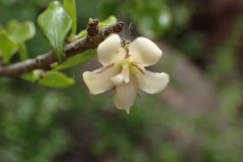 Coddia rudis, photograph 2