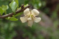 Coddia rudis, photograph author not stated, no rights reserved
