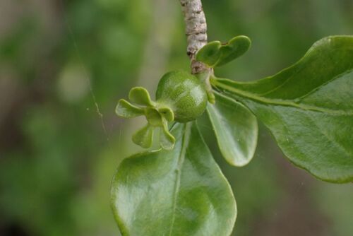 Coddia rudis, photograph 3