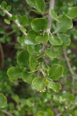 Coddia rudis, photograph author not stated, no rights reserved