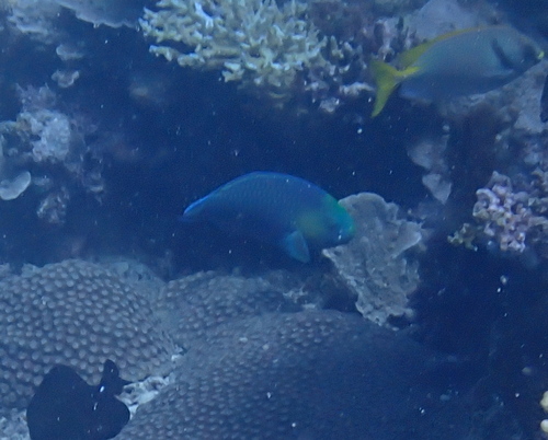 Greensnout parrotfish (Scarus spinus) — Scaridae — 4