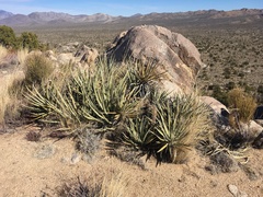 Yucca baccata baccata