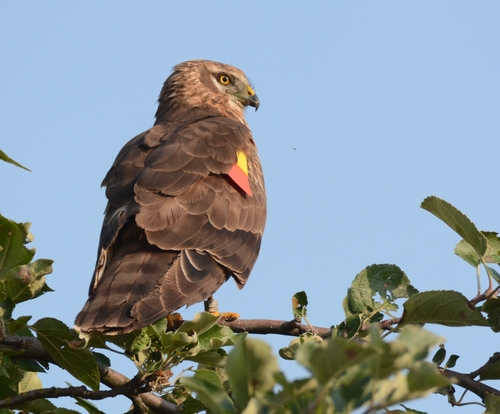 iNaturalist: (c) Błażej Nowak, some rights reserved (CC BY-NC), uploaded by Błażej Nowak iNaturalist image