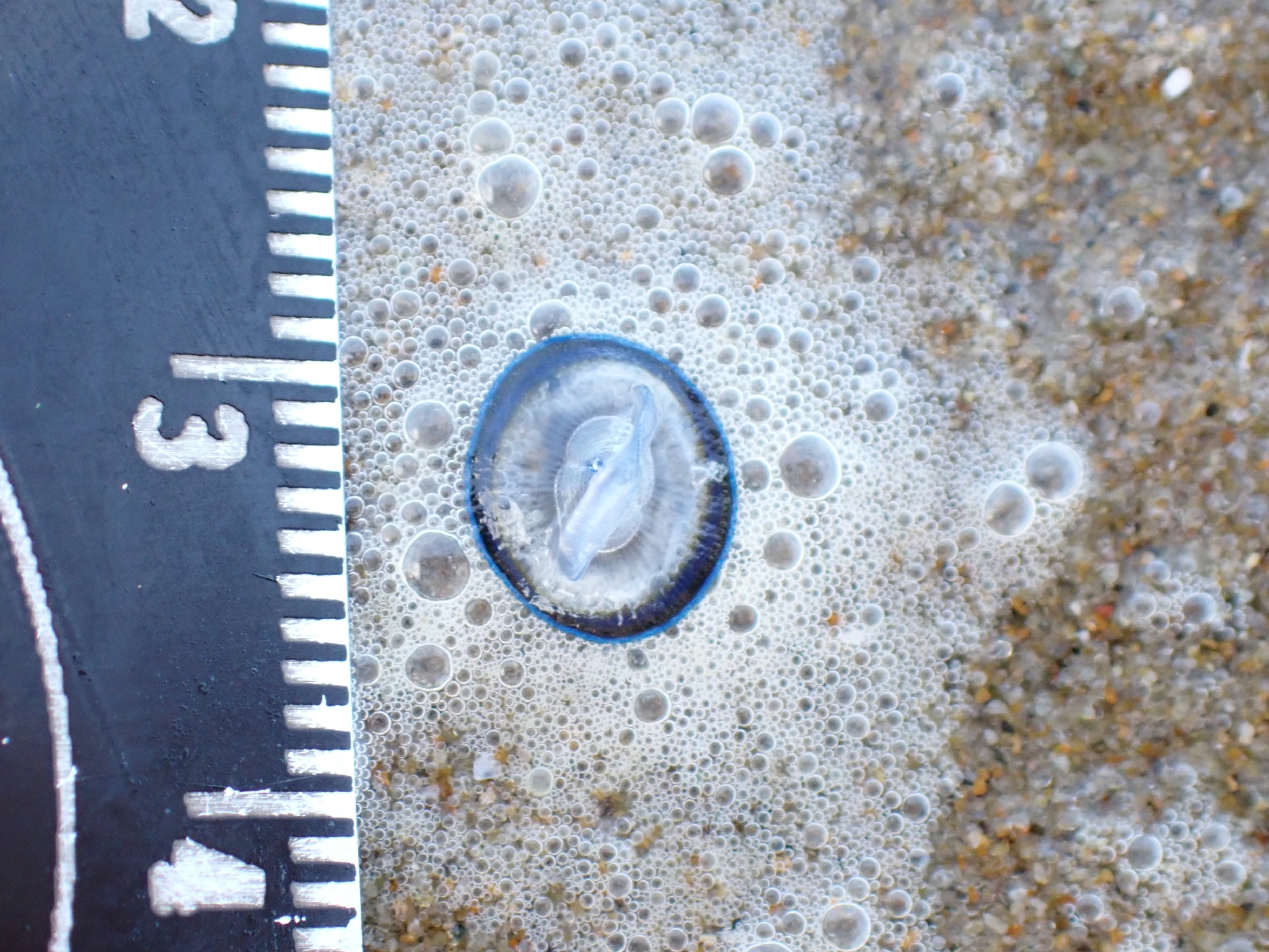 Velella velella (Linnaeus, 1758)