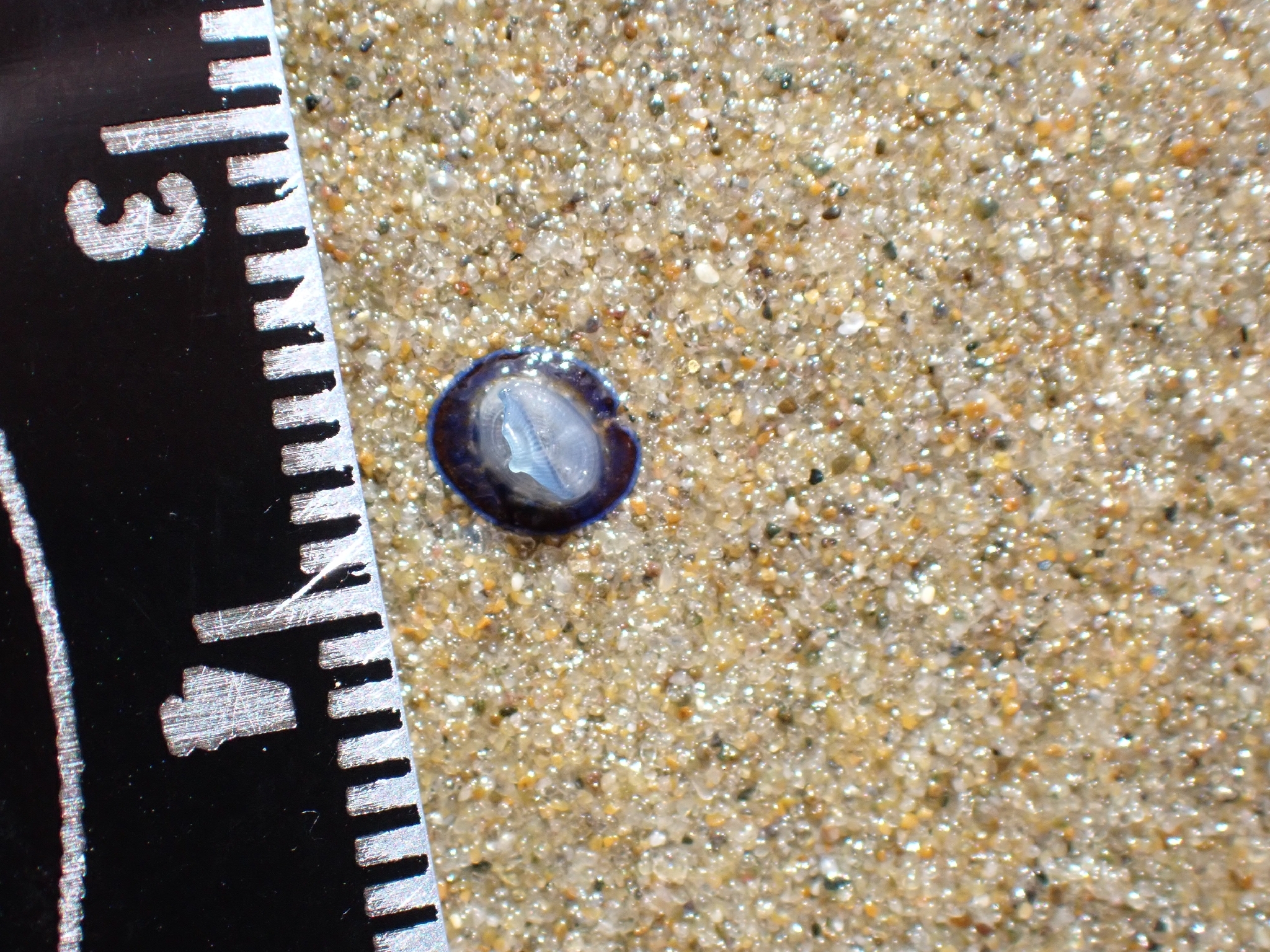 Velella velella (Linnaeus, 1758)