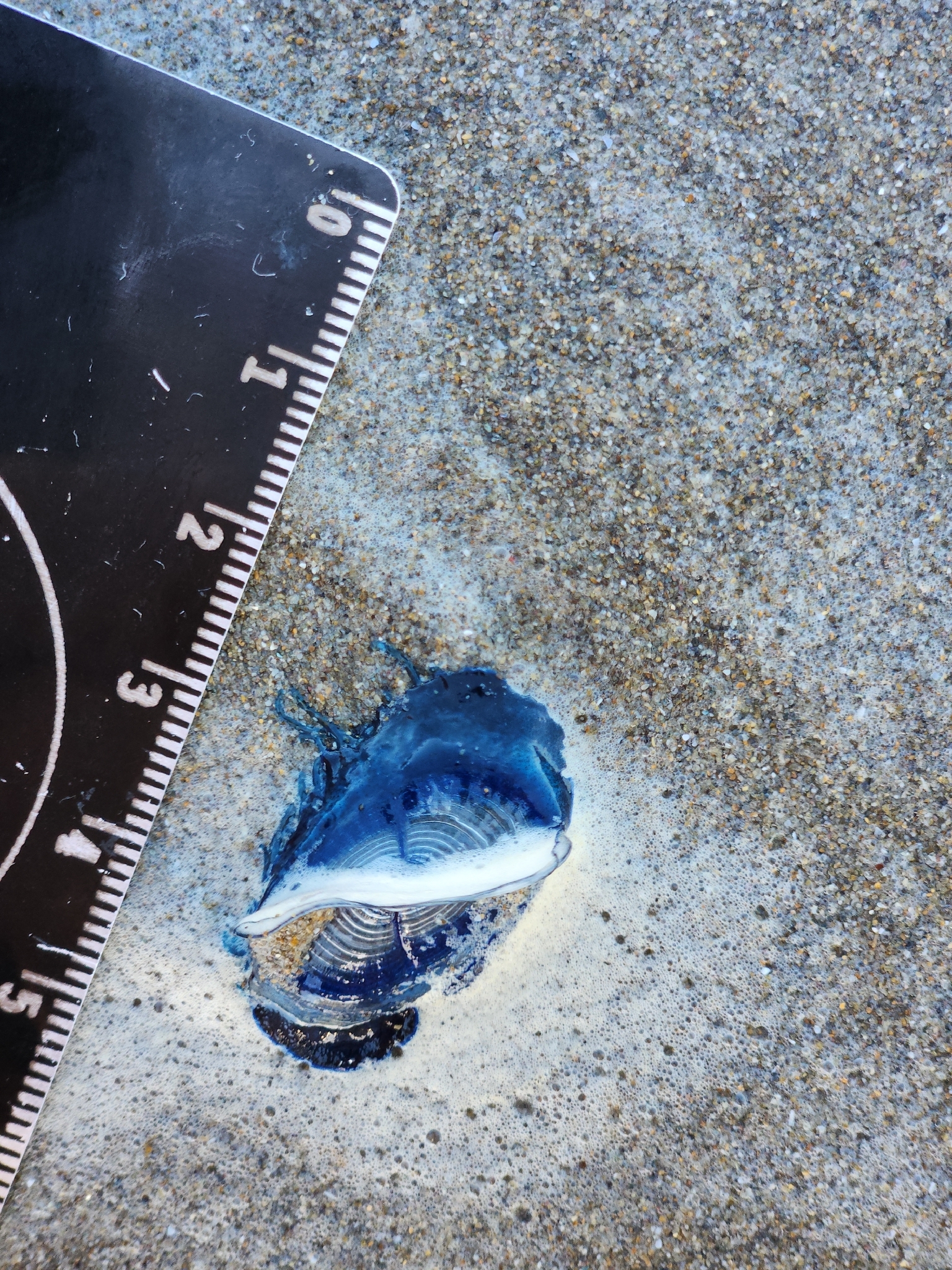Velella velella (Linnaeus, 1758)