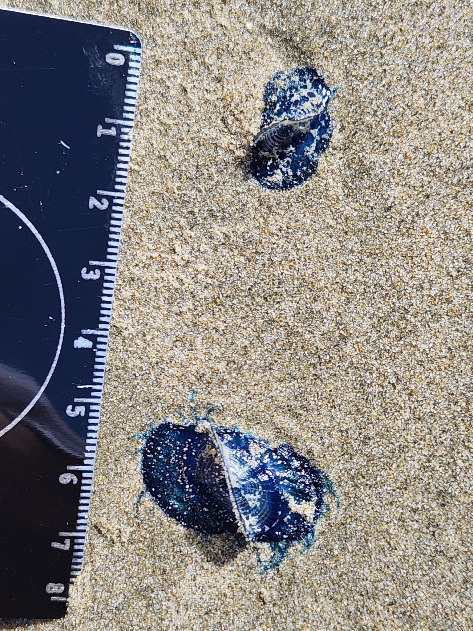 Velella velella (Linnaeus, 1758)
