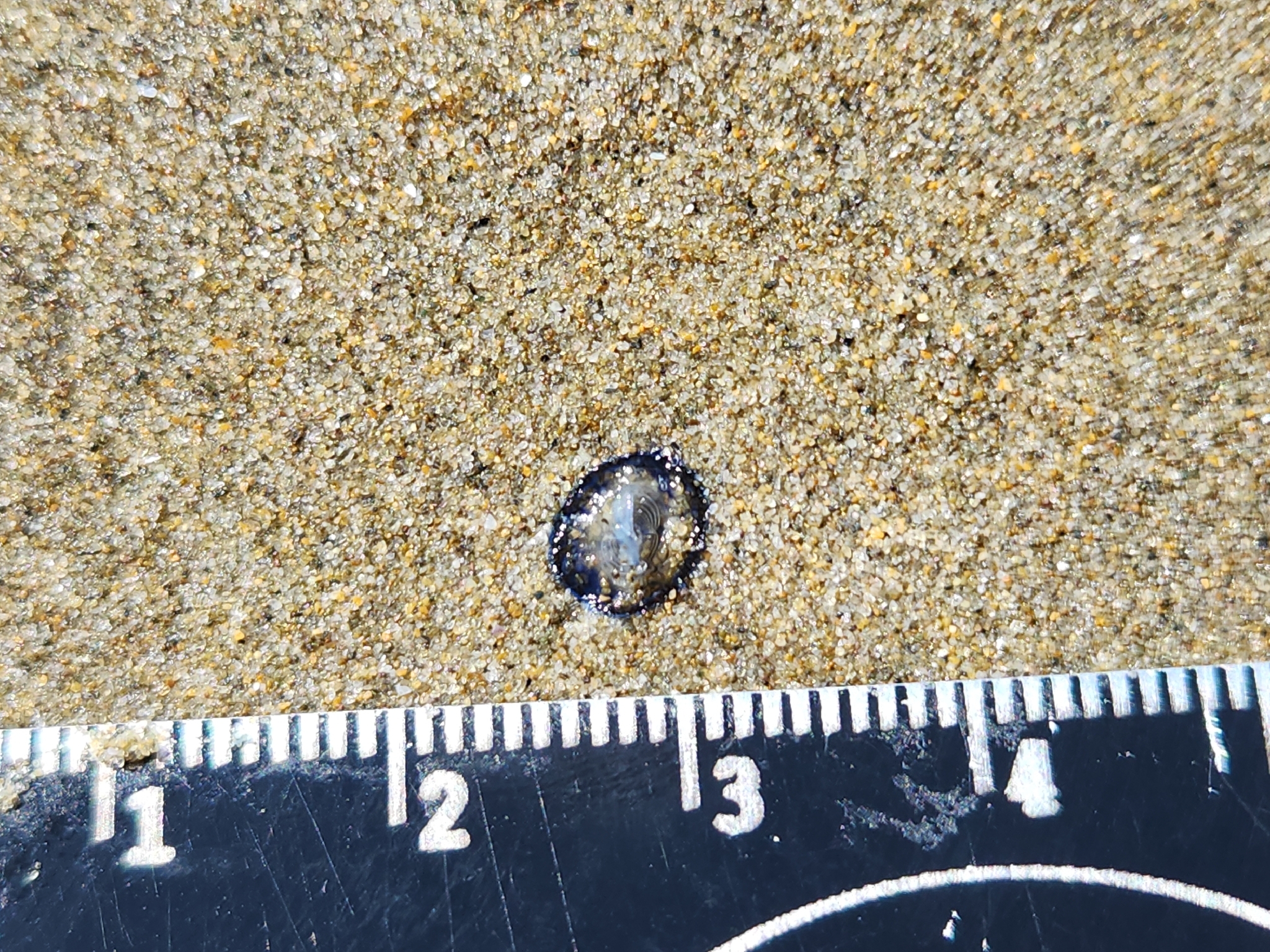 Velella velella (Linnaeus, 1758)