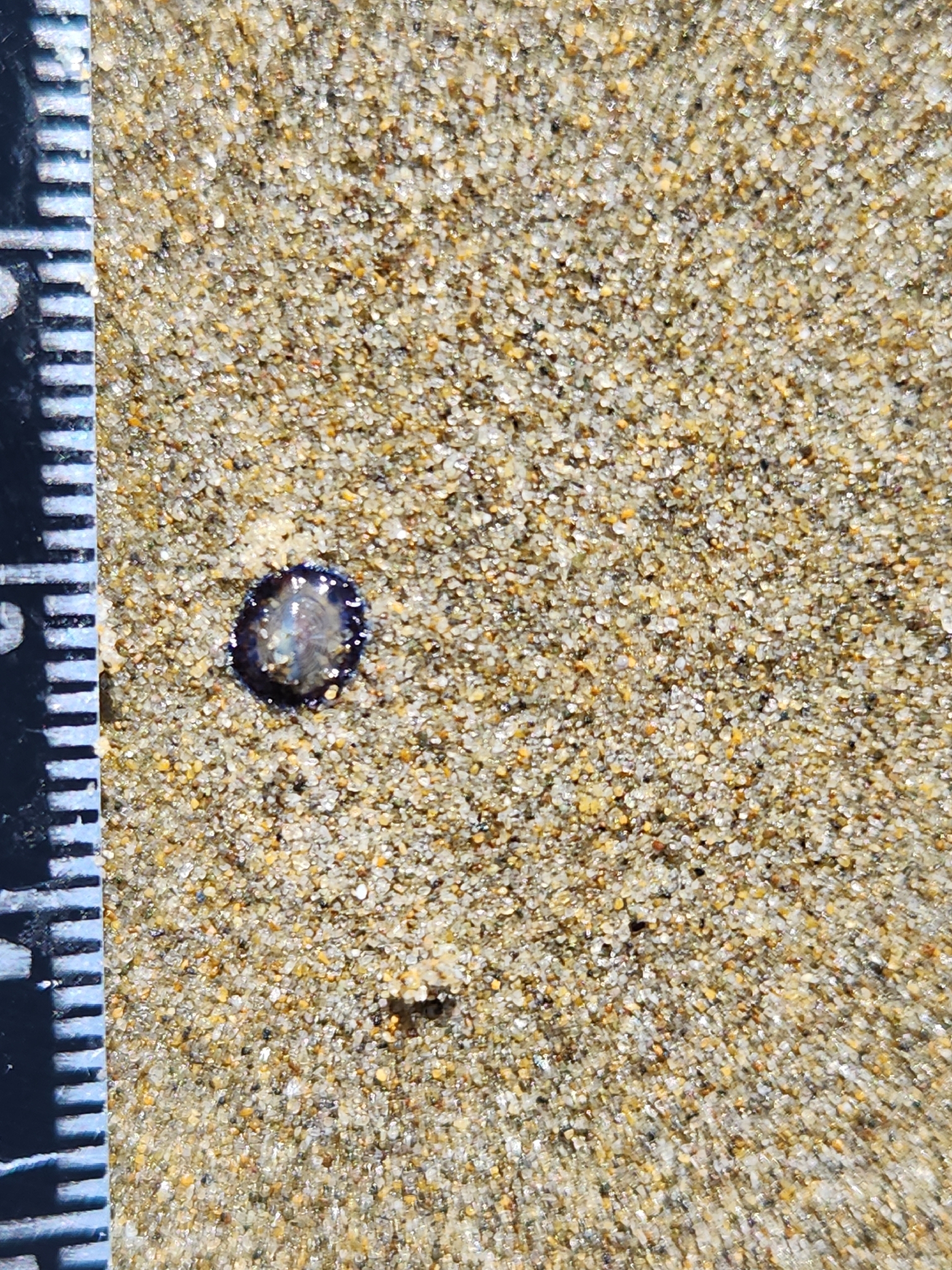 Velella velella (Linnaeus, 1758)