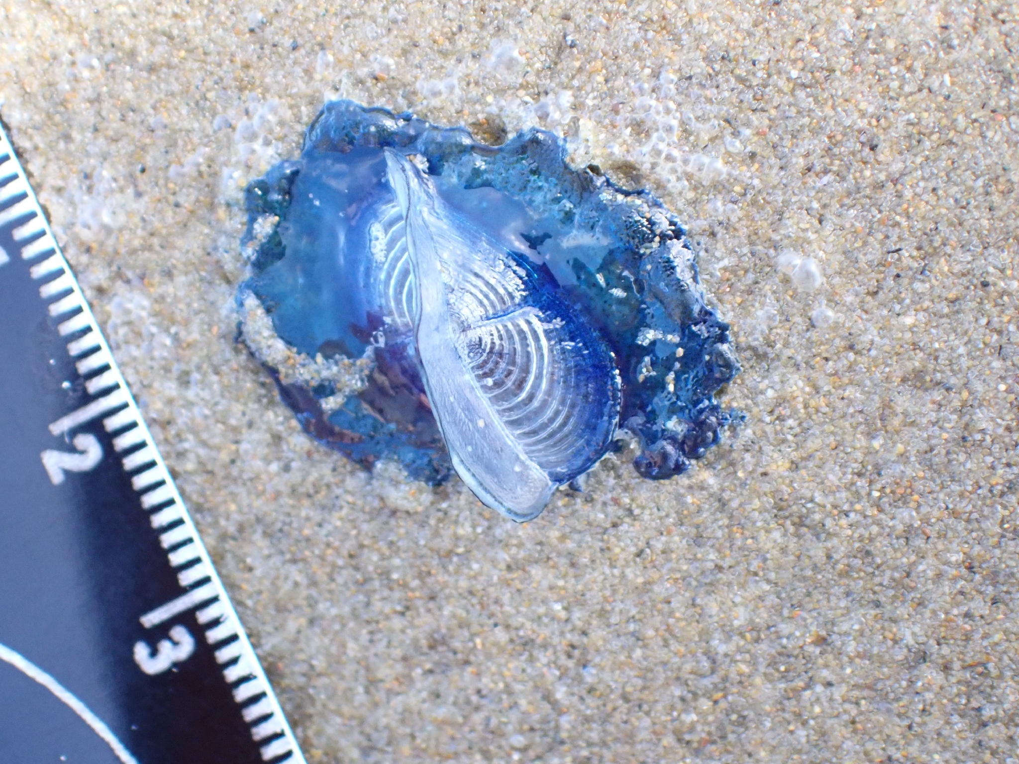 Velella velella (Linnaeus, 1758)