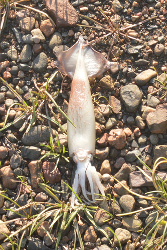 northern shortfin squid
