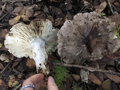 Tricholoma griseoviolaceum