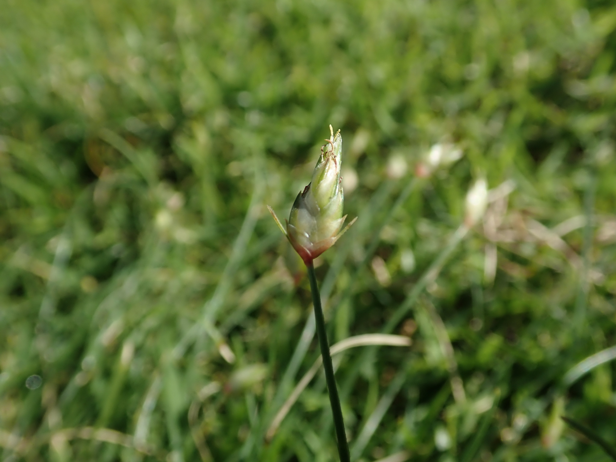 (c) Daniel Cahen, certains droits réservés (CC BY) https://www.inaturalist.org/observations/38236974