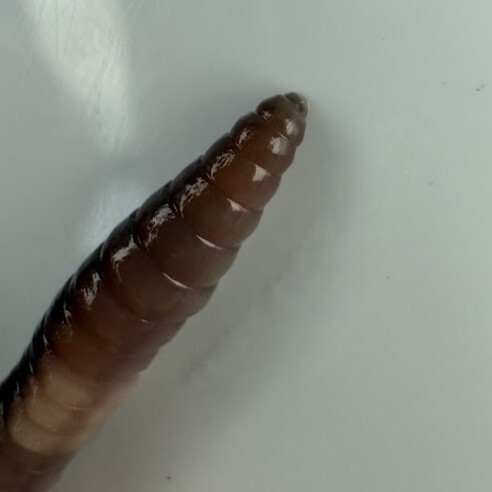 Aporrectodea caliginosa trapezoides (Dugés, 1828)